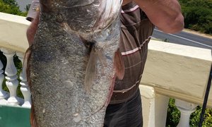 19kg Kabeljou vanaf Topless